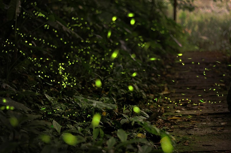 Firefly Dance