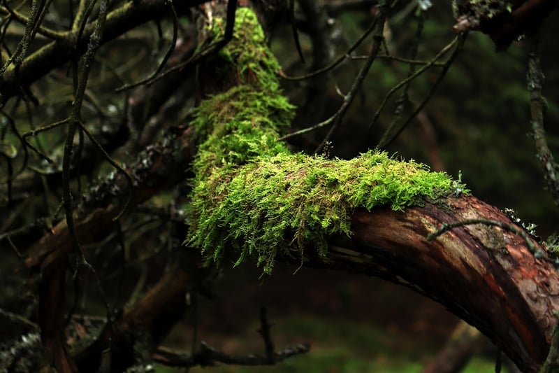 Moss Accents