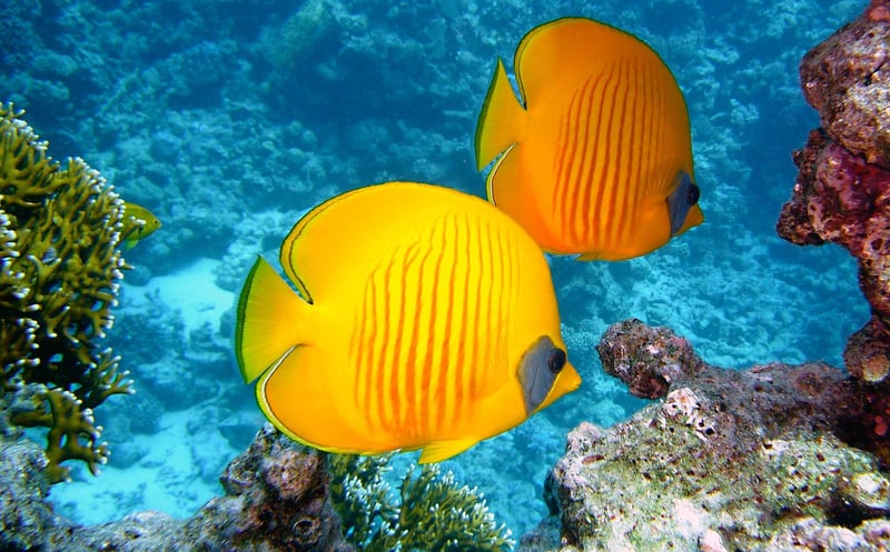 Underwater Kingdom